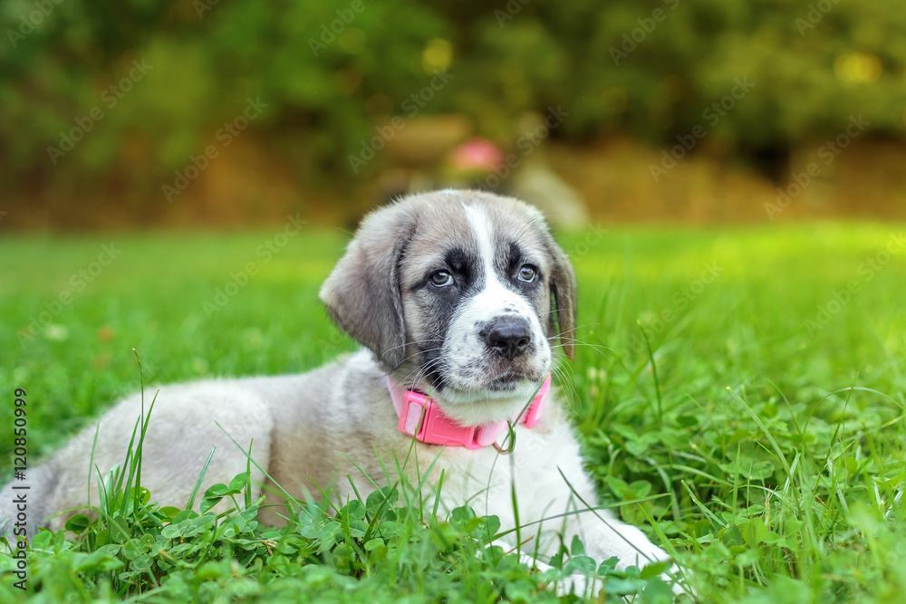 Portrait of Mastiff puppy on green grass at sunset