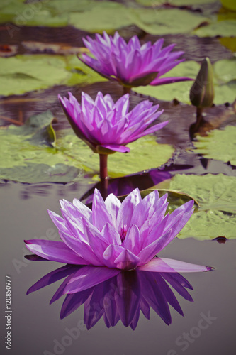 Purple Lotus flowers   Nymphaea Waterlily   in the Garden