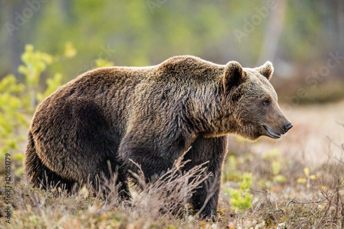 Wild Brown Bear (Ursus arctos) on a swamp in Spring forest. Natural habitat