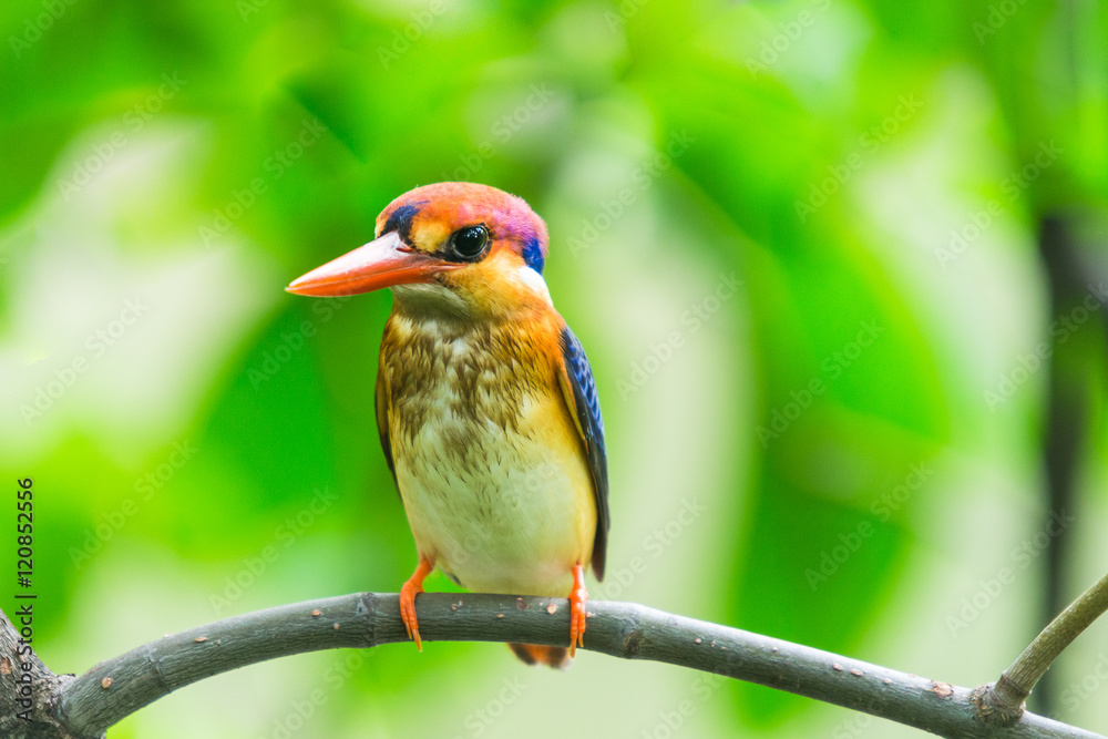 Fototapeta premium Black-Backed Kingfisher Bird