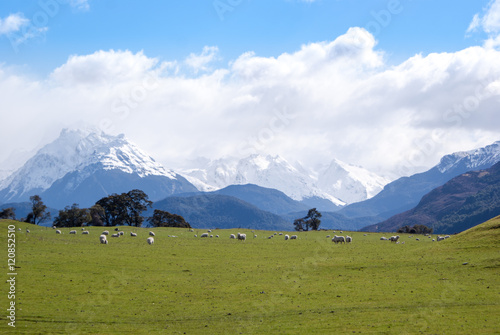 Meadow with green grass and sheeps, New Zealand © Mikhail Mishchenko