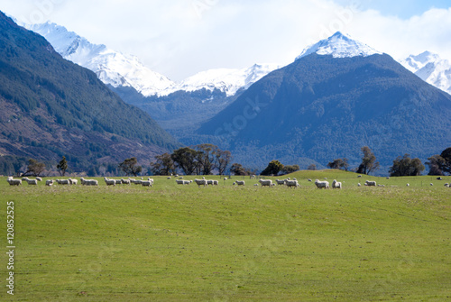 Meadow with green grass and sheeps, New Zealand
