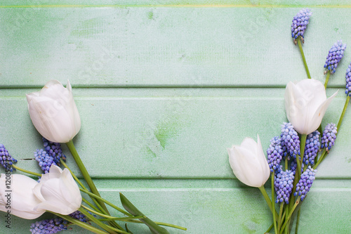 Fototapeta Naklejka Na Ścianę i Meble -  White tulips  and blue muscaries  flowers on  green wooden backg