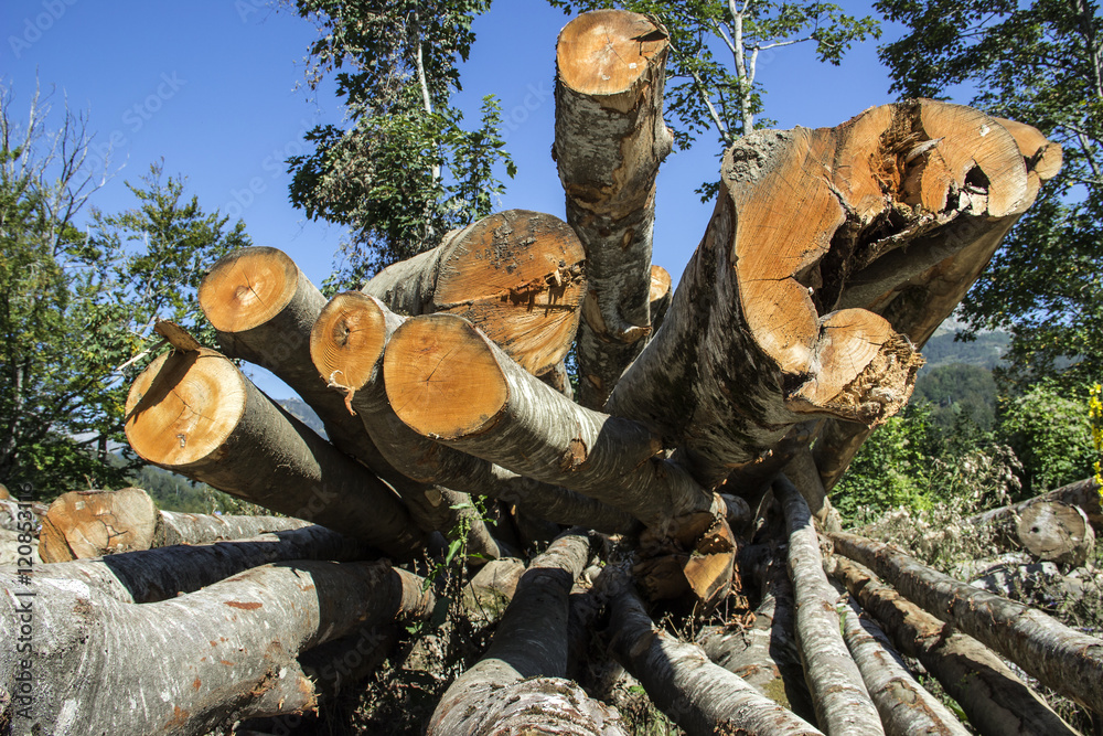 Fototapeta premium A stack of timber logs on the mountains in Montenegro