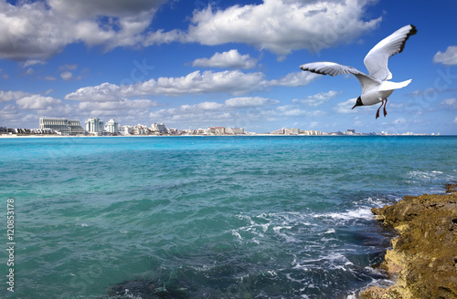 Rocky coast  seagull  over the sea and city in the distance