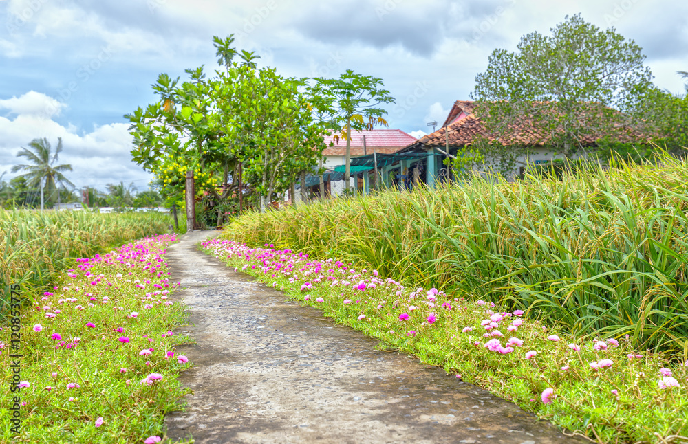 Portulaca flower road in the countryside