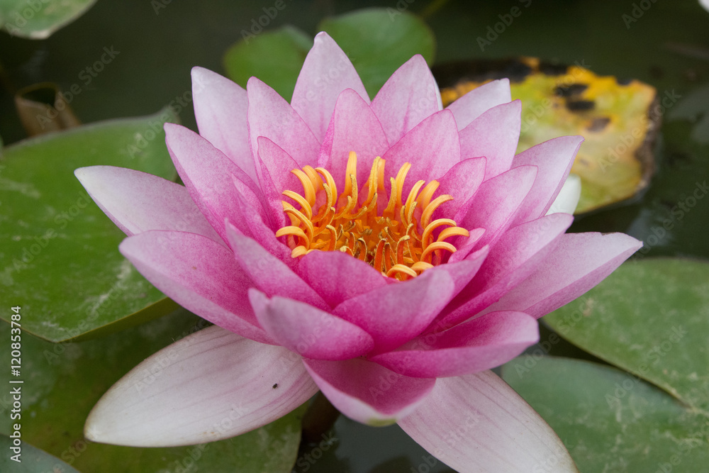 Nénuphar Nénuphar