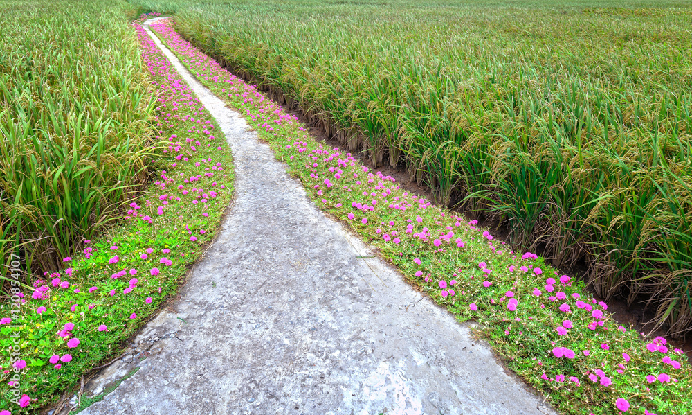 Obraz premium Portulaca flower road in the countryside
