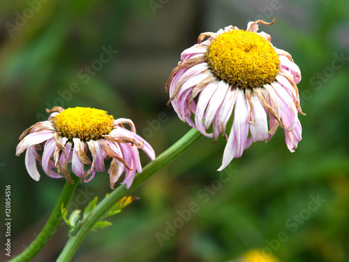 Fotografie withered daisies in the garden