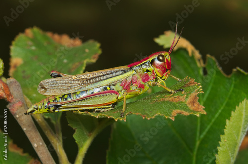 Mountain red and green grasshopper on a leaf (Austrian Alps)   © saccobent