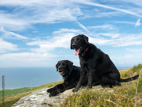 Sticker Two happy black Labrador retriever dogs enjoying the view from Black Combe in th