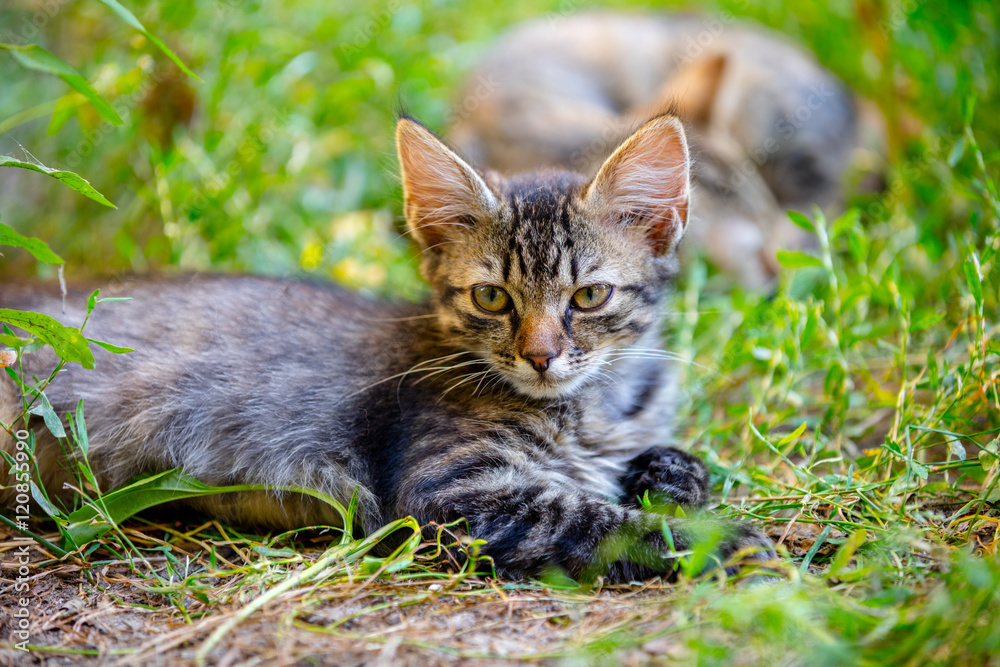 kitten lying on the grass
