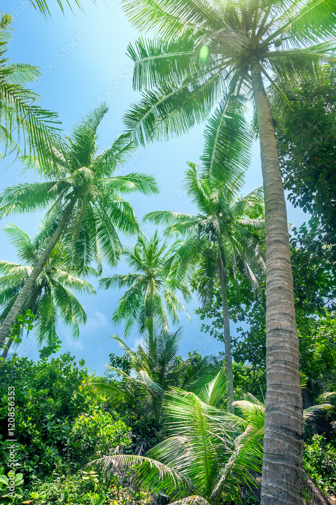 Fototapeta premium Palm trees