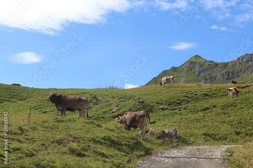 Kühe auf einer Weide © mg photo