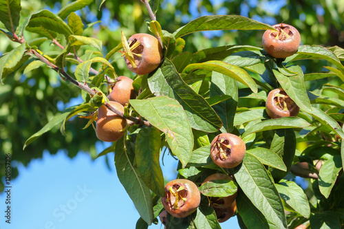 Fotografie Deutsche Mispeln, Mispelfrüchte am Baum, Mespilus Germanica