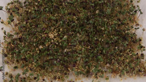 4k time laps or slow motion video of small plants growing green leaves. The video was taken over three days.  