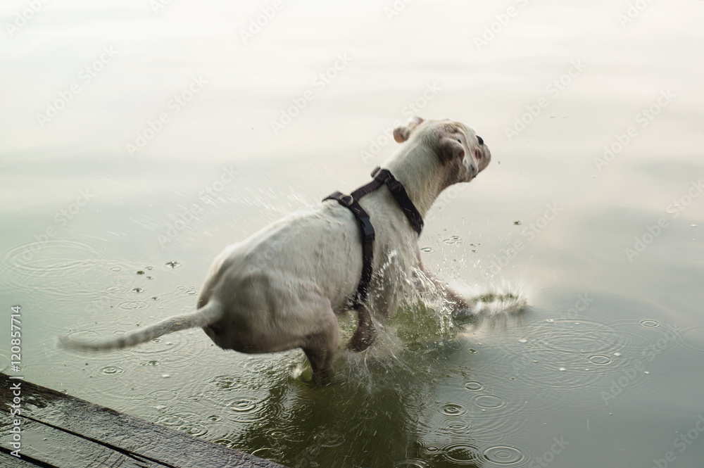 Obraz premium dog jumping into the water 