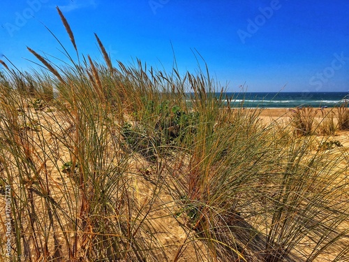 sand dunes, grass and ocean photo