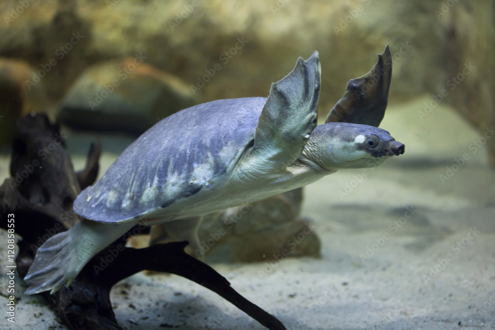 Fototapeta premium Pig-nosed turtle (Carettochelys insculpta)