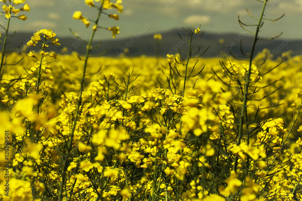 Fototapeta premium yellow field flowers and mountain