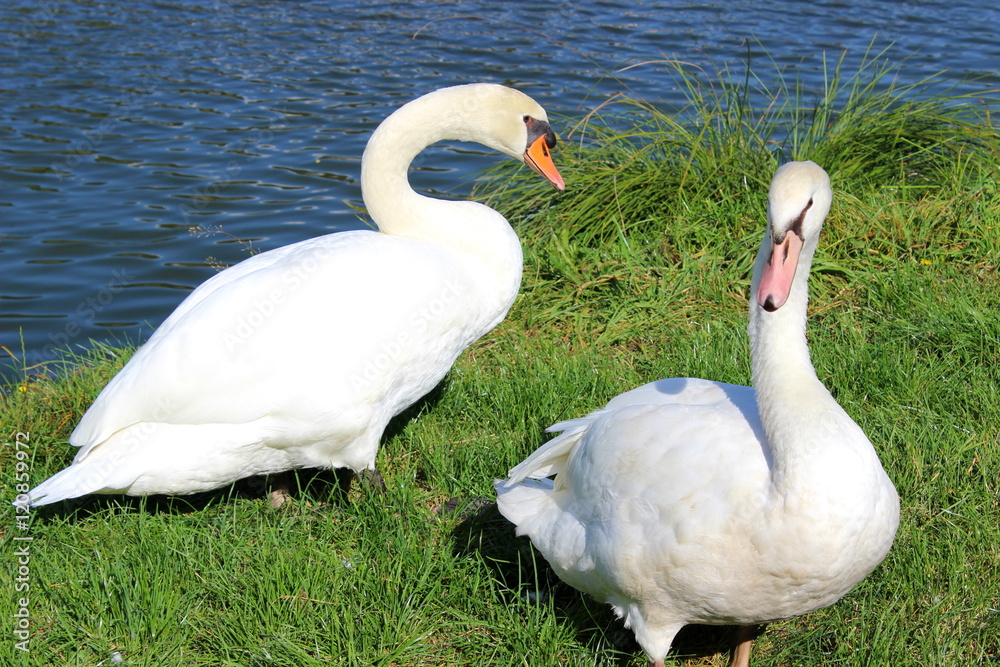 Obraz premium Schwäne