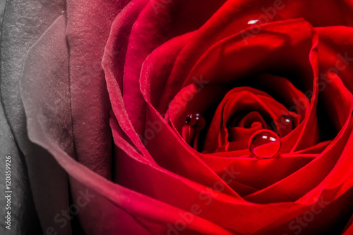 Water droplets on a red scarlet rose petals close-up macro texture background 