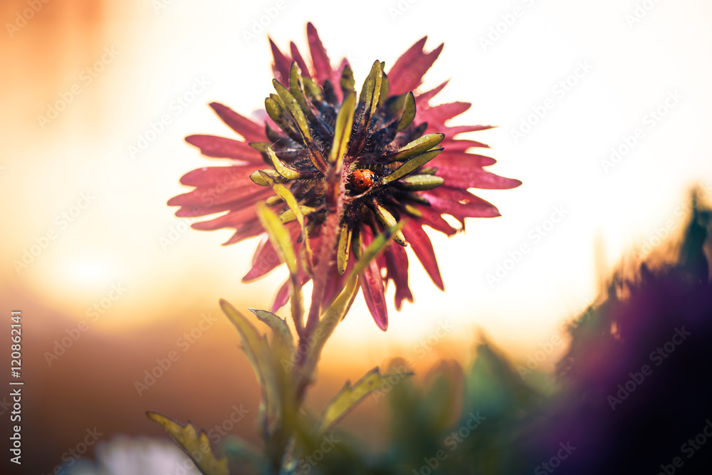 red fall flower at fall sunset background
