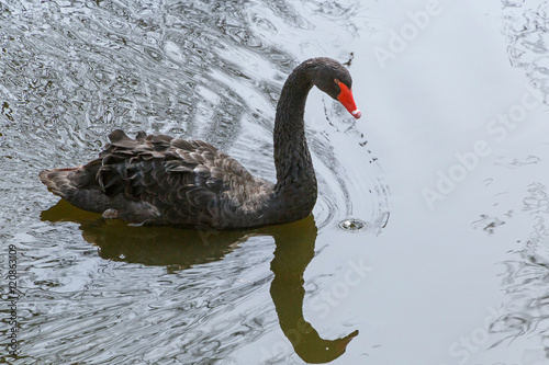 Fototapeta Naklejka Na Ścianę i Meble -  black swan swimming in a lake