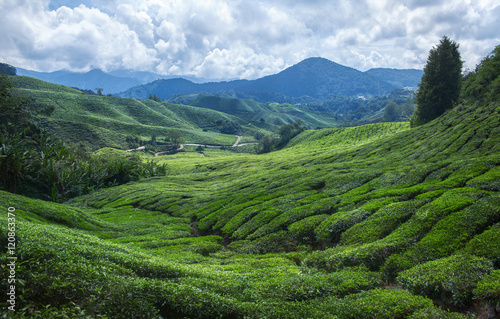 Tea plantation in Cameron highlands,mountain hills in Malaysia © Glebstock