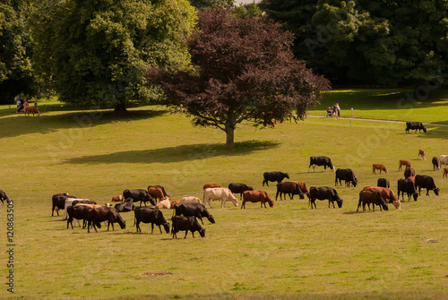 Cows and bull, Nostell Priory and Parkland, West Yorkshire, England, United Kingdom, Europe