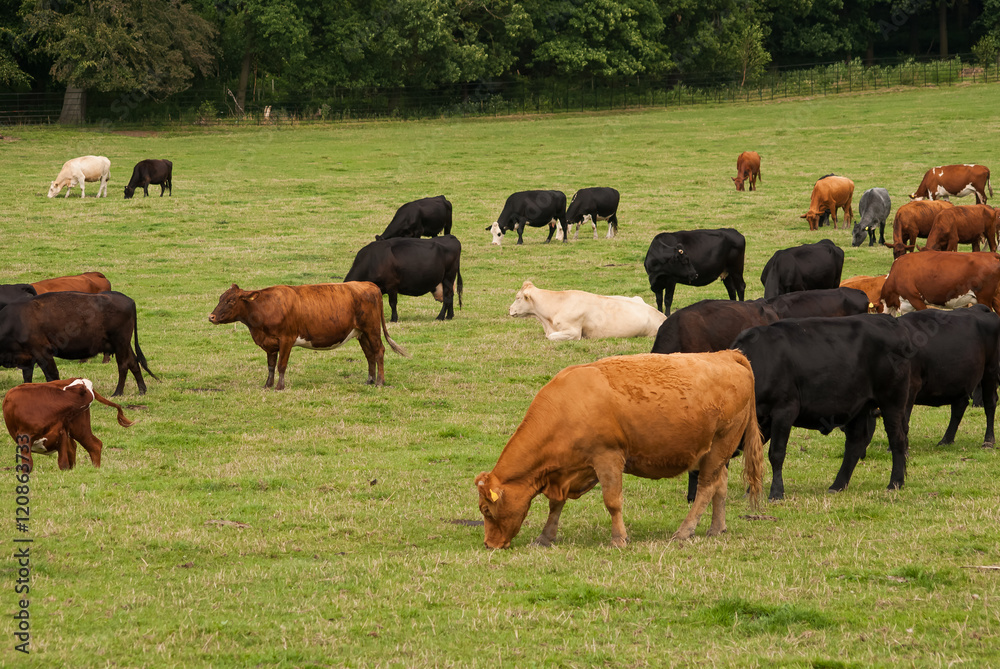 Cows and bull, Nostell Priory and Parkland, West Yorkshire, England, United Kingdom, Europe Cows and bull, Nostell Priory and Parkland, West Yorkshire, England, United Kingdom, Europe