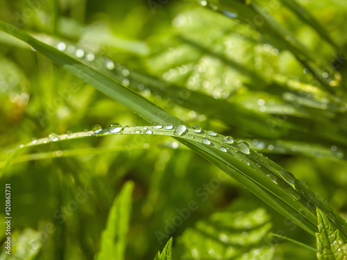 Small water drops on grass