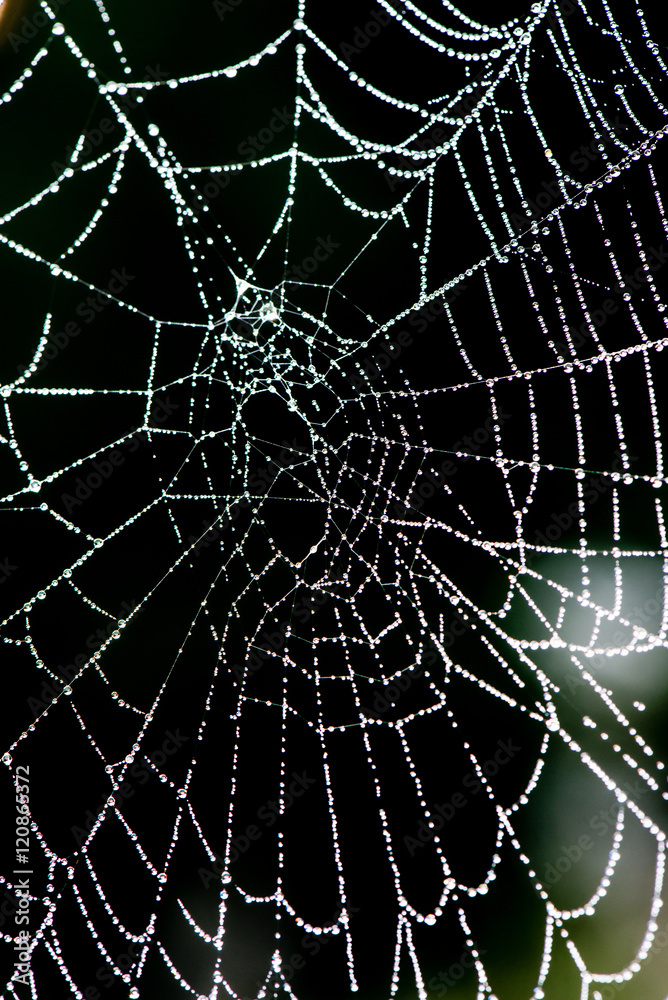 Fototapeta premium beautiful cobwebs in autumn