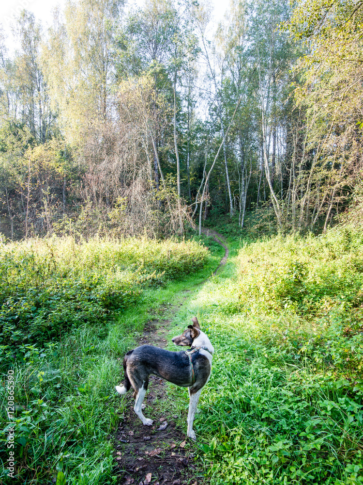 happy dog is looking for direction in forest happy dog is looking for direction in forest