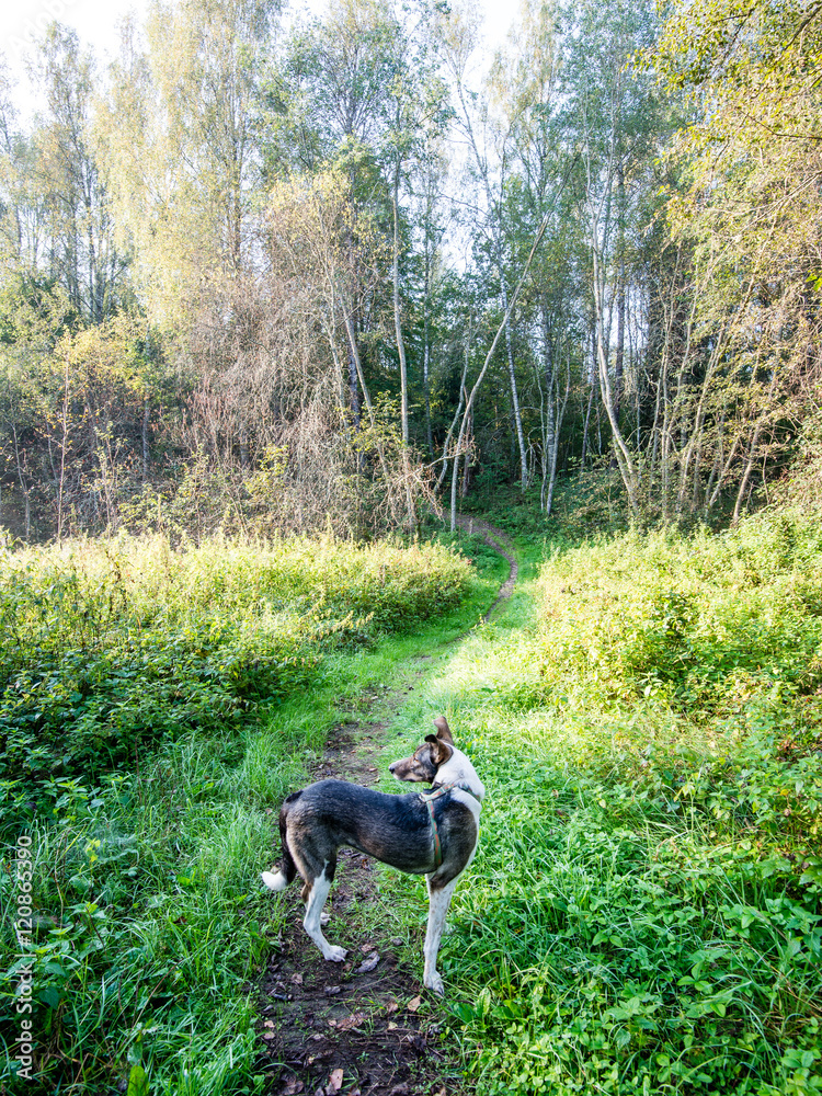 happy dog is looking for direction in forest