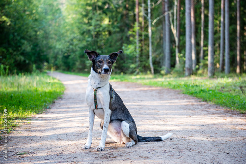 Fototapeta Naklejka Na Ścianę i Meble -  happy dog sitting on the road