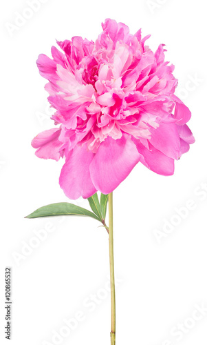 peony pink flower with green leaves on white