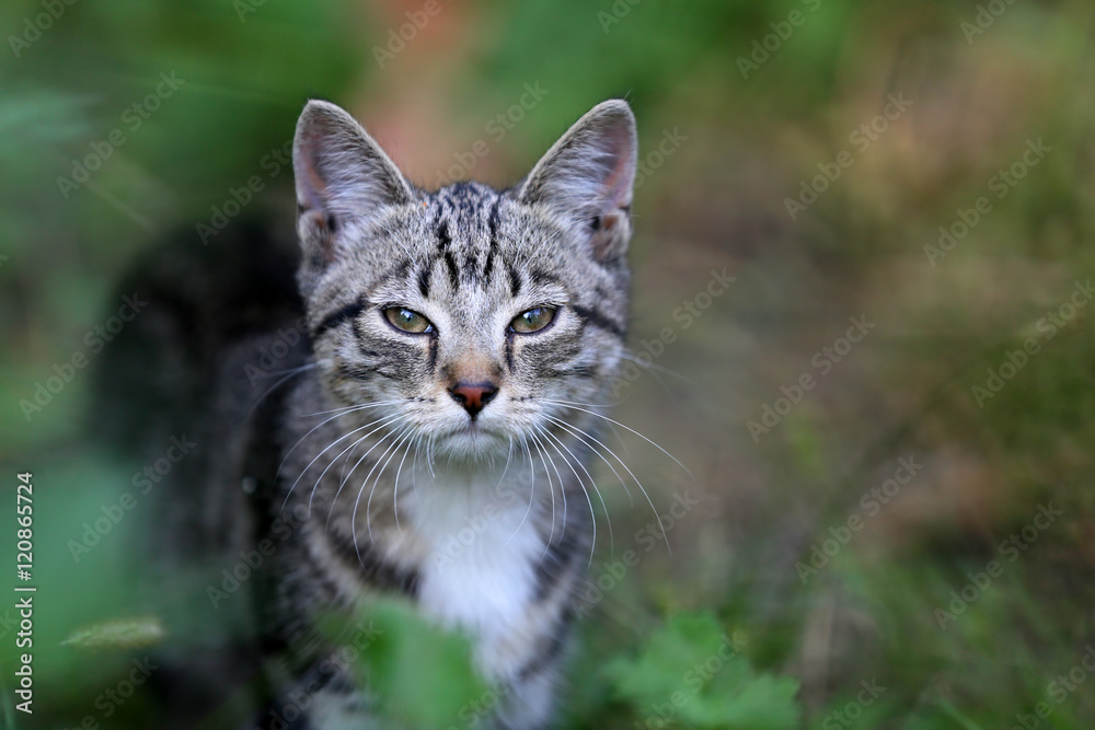 Evil eye kitten