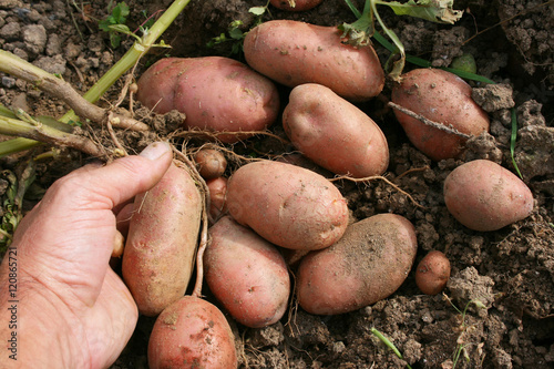 La raccolta delle patate rosse.