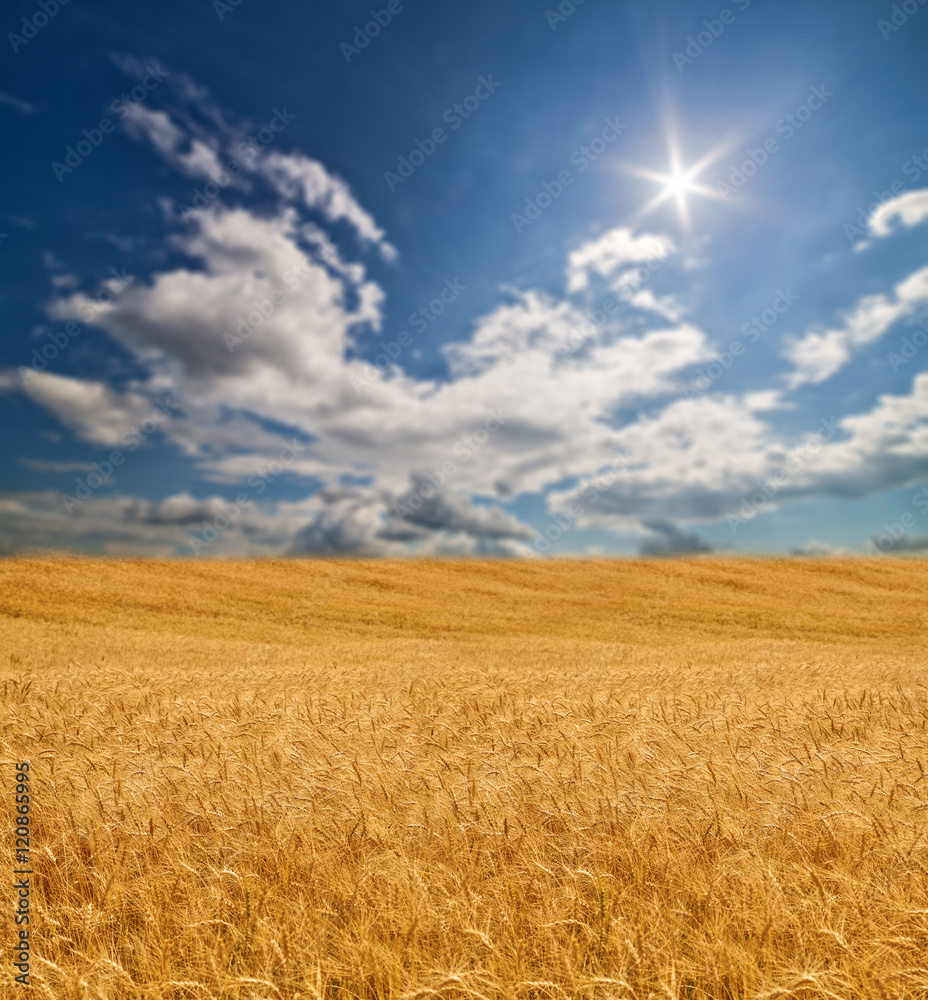 large gold wheat field under sun