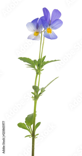 two small pansy blue blooms on stem
