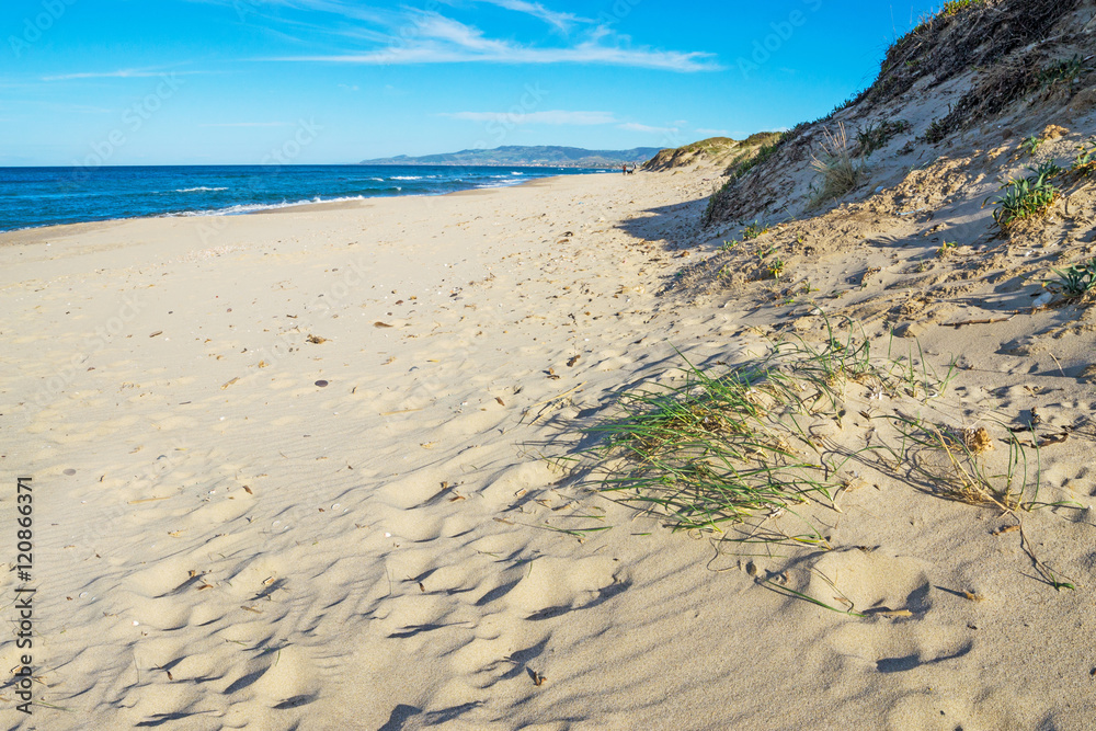 sand dune in Platamona beach sand dune in Platamona beach