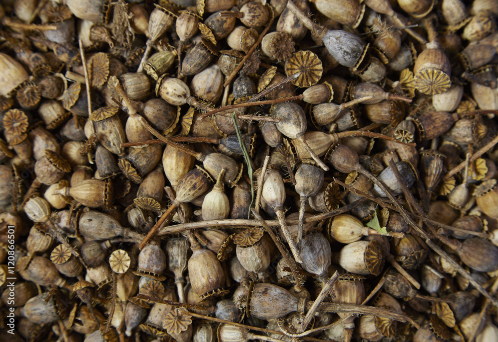A full page of poppy seed head background texture A full page of poppy seed head background texture