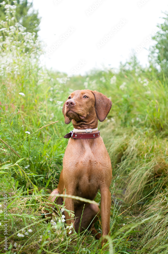 Purebred hungarian setter portrait Purebred hungarian setter portrait