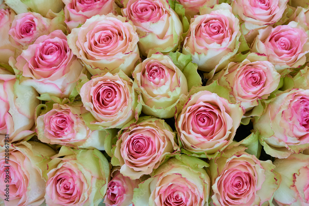 Bunch of pink and green roses Stock Photo | Adobe Stock