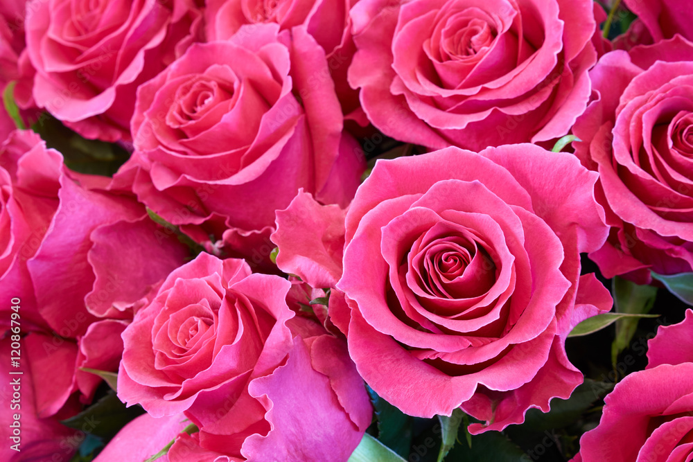 Bunch of pink roses