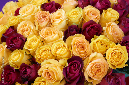 Yellow and wine red roses