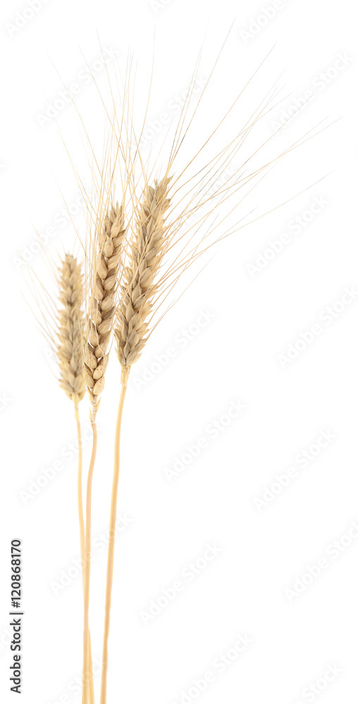 Wheat Bunch on white. Wheat Bunch on white.