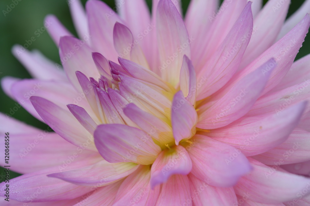 dahlia dahlia