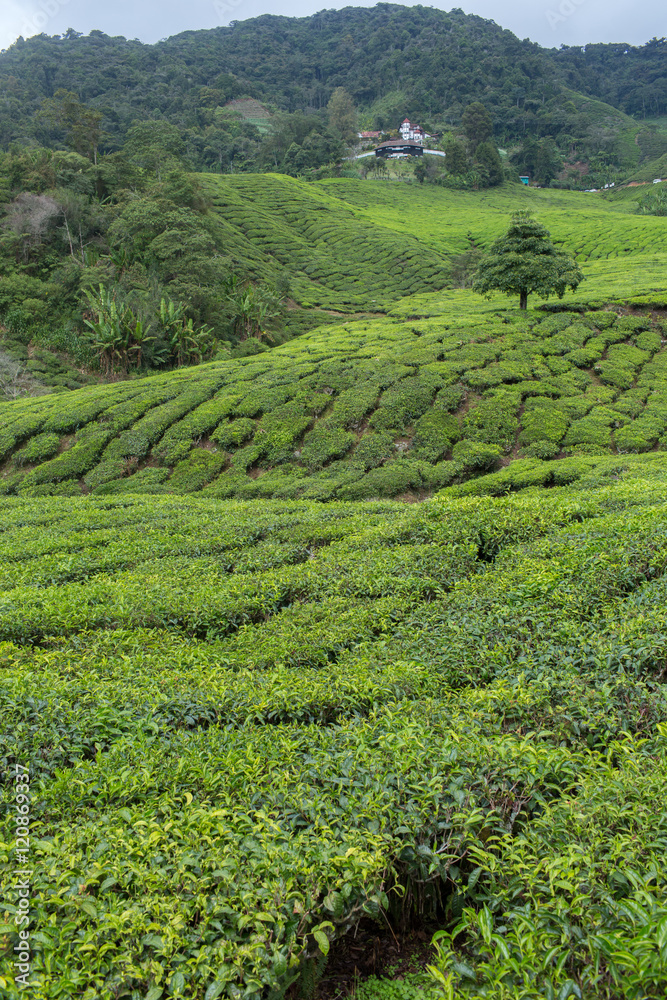 Tea plantation in Cameron highlands,mountain hills in Malaysia Tea plantation in Cameron highlands,mountain hills in Malaysia
